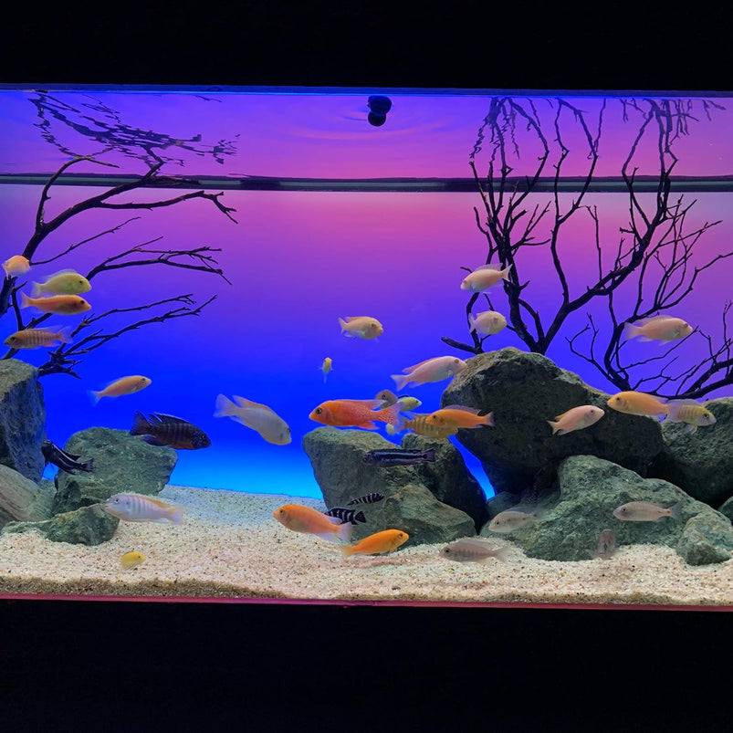 72" Inch Serene Aquarium Visual and Audio Aquatic Experience Kit with LED Aquarium Light, LED Background Light